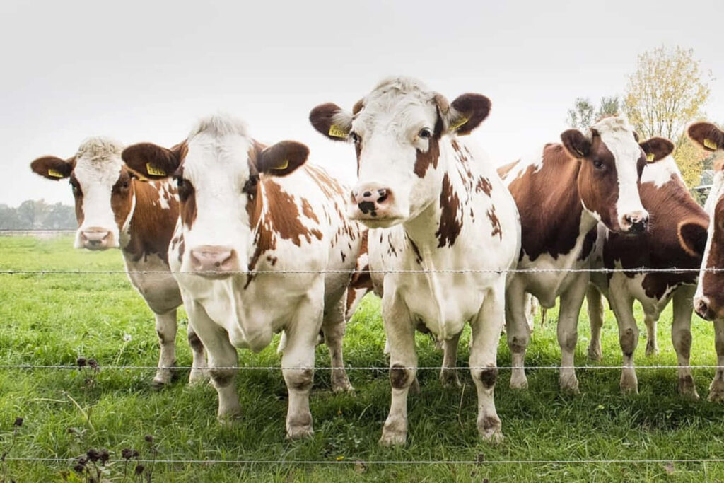 Charming Cows in Lush Pasture - Serene Farm Wallpaper