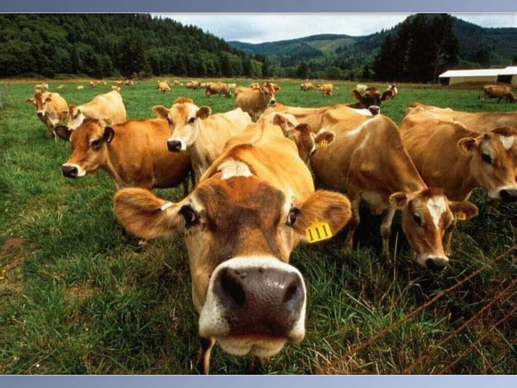 Curious Cows Grazing in Lush Green Field - Serene Pastoral Wallpaper