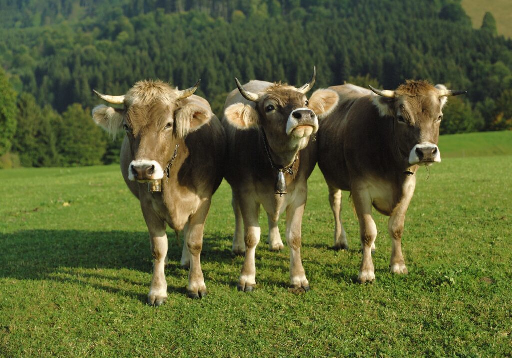 Cows on Green Lawn with Bells - Serene Pastoral Scene Wallpaper