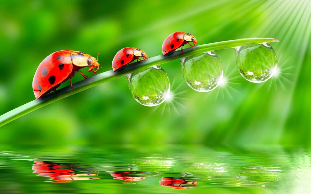 Nature's Playful Trio: Ladybug Beetles Posing on Dewy Green Leaf Wallpaper