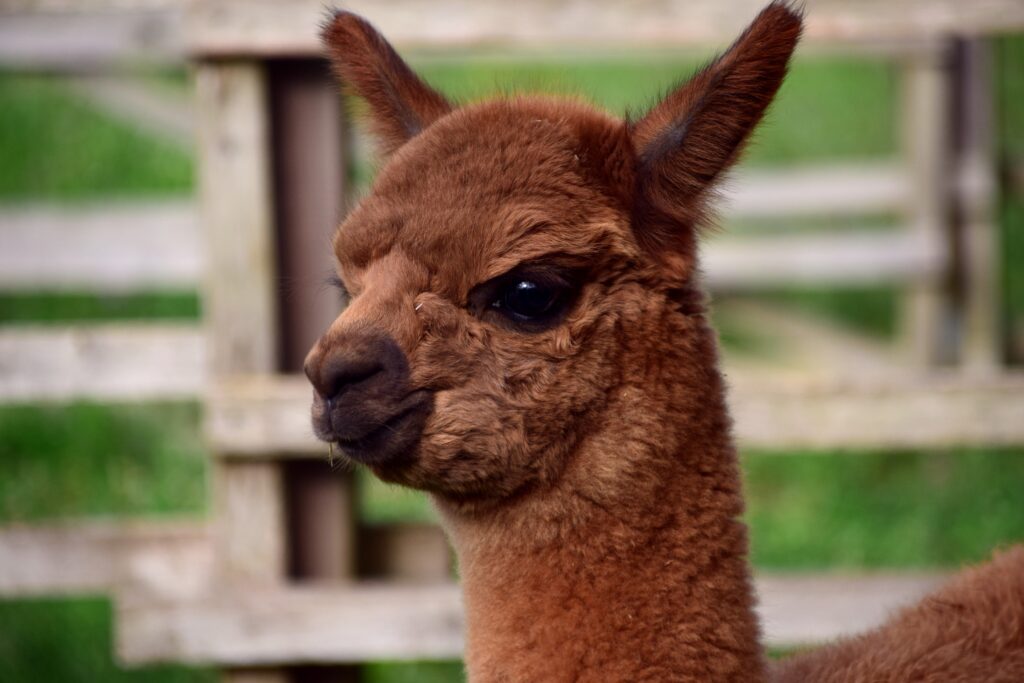 Cute Alpaca Wallpaper: Fuzzy Brown Fur in Serene Rural Setting
