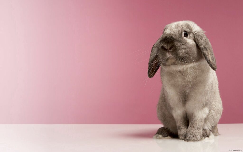 Charming Rabbit Wallpaper: Soft Grey-White Fur on Pink Background
