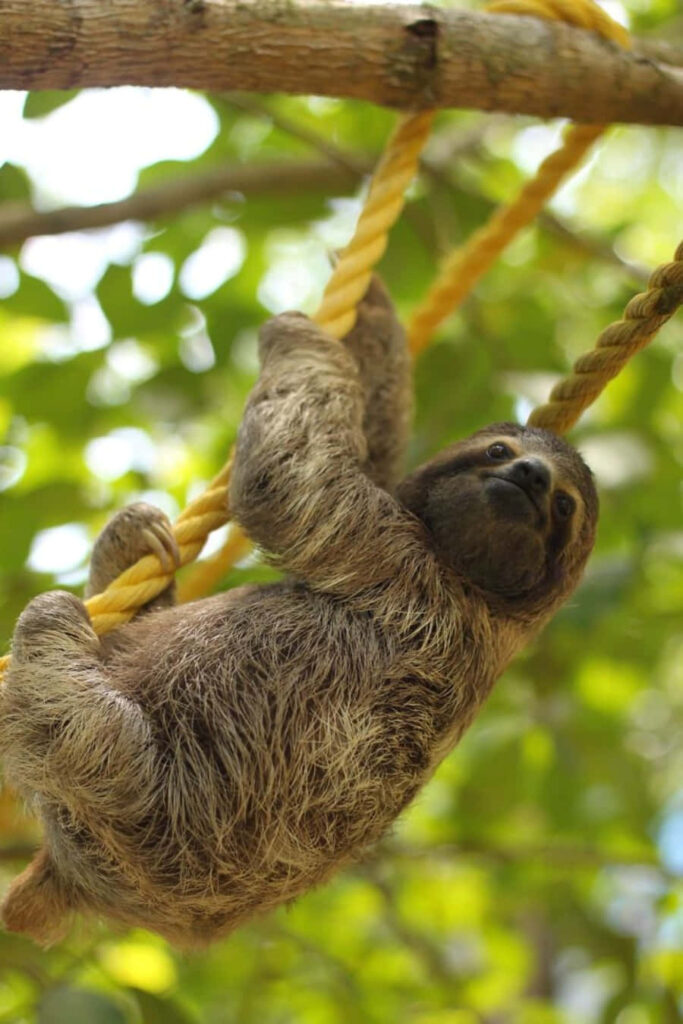 Cute Sloth Hangs from Rope in Lush Green Nature Background Wallpaper