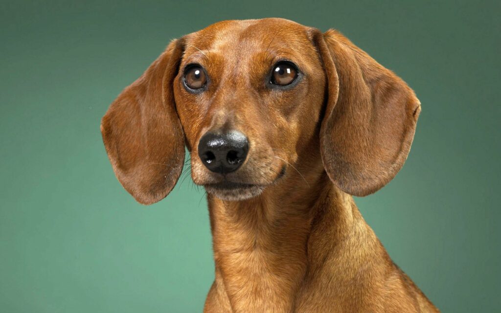 Dachshund Wallpaper: Expressive Eyes on Gentle Green Background