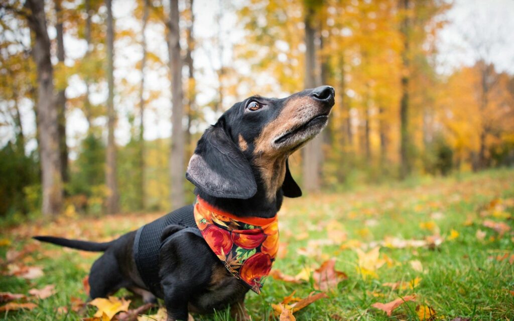 Charming Dachshund in Autumn Leaves with Colorful Shawl Wallpaper