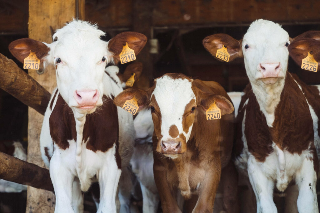 Charming Dairy Farm Wallpaper with Curious Cows & Rustic Background