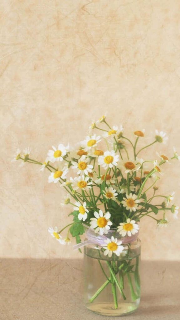 Charming Daisies Wallpaper: Fresh Spring Vibes for Your iPhone