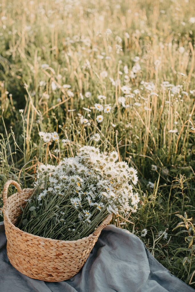 Charming Daisy Basket Wallpaper: Serene Sunlit Field Background