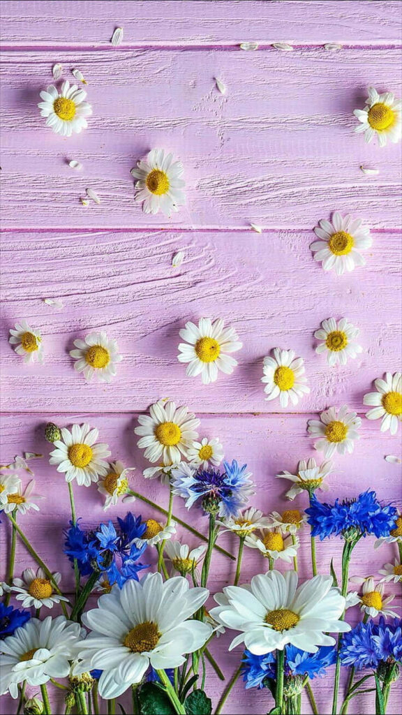 Charming White Daisies & Blue Flowers on Pink Wooden Background Wallpaper