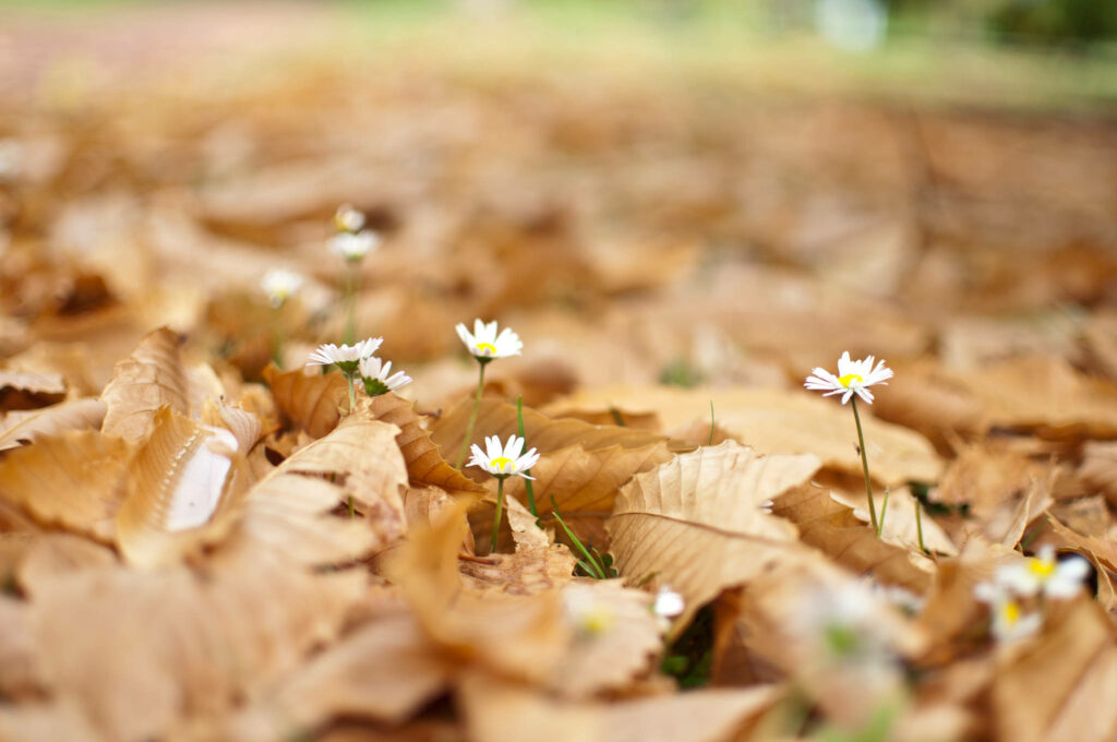 Charming Daisy Wallpaper: Autumn Leaves & Vibrant Nature Background