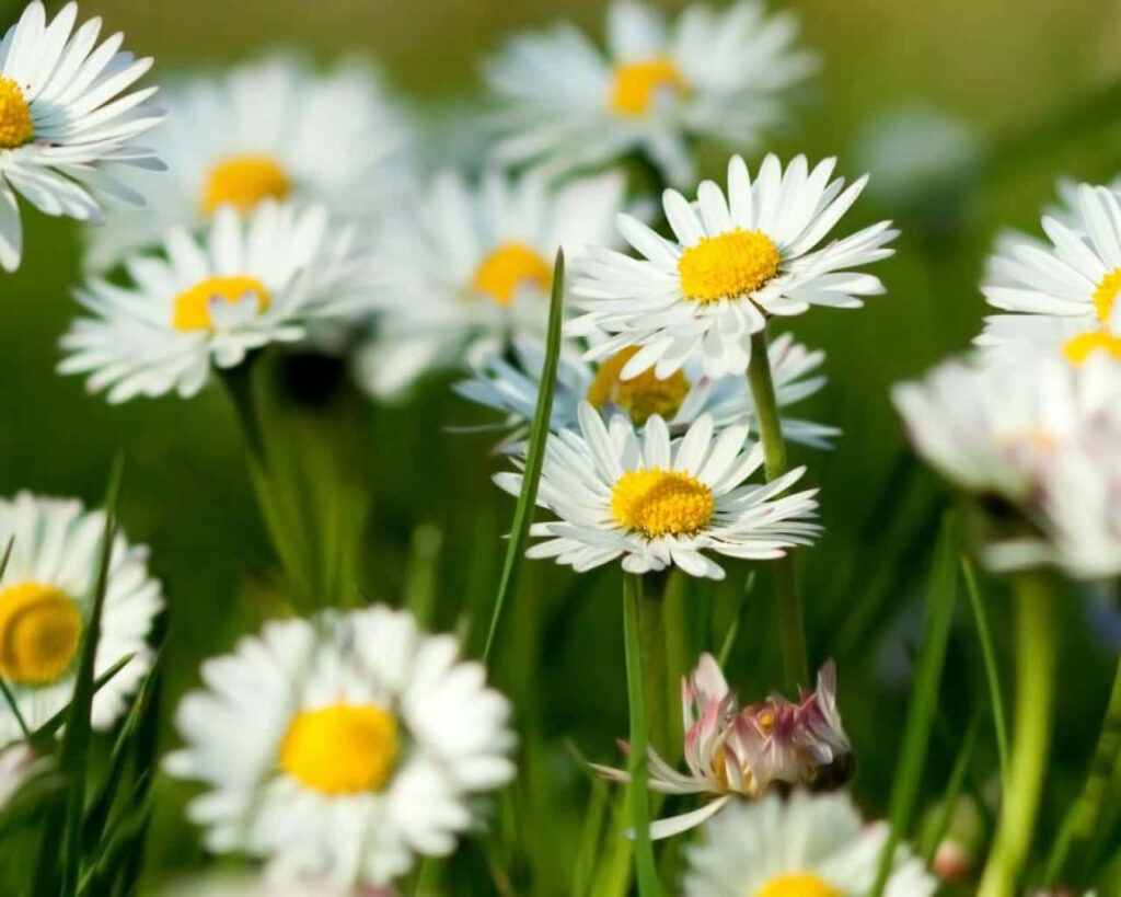 Charming White Daisy Field Wallpaper – Vibrant Spring Background