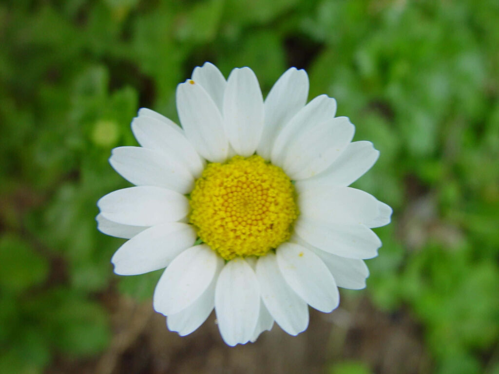 Charming Daisy Flower Wallpaper with White Petals & Green Background
