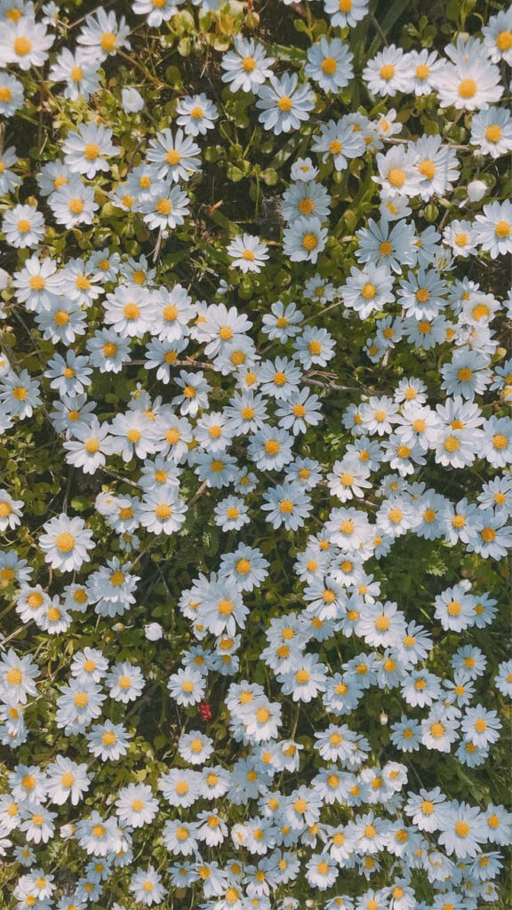 Charming Daisy Flowers Wallpaper: Fresh Spring Background Design