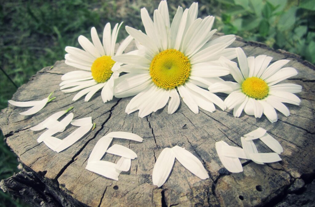 Delicate Daisies on Rustic Wood Stump - Whimsical Floral Background Wallpaper