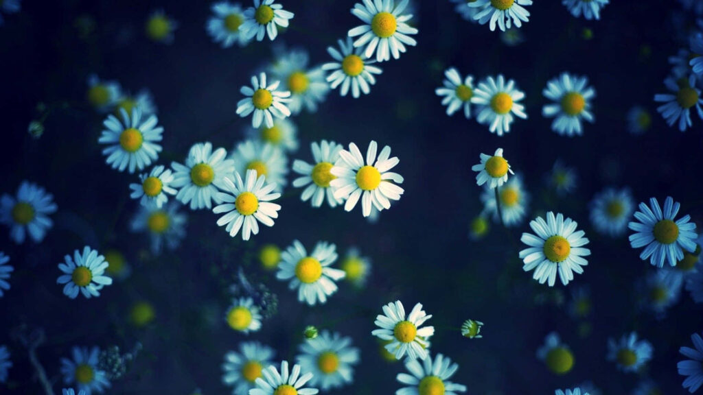 Charming Daisy Wallpaper: Vibrant Flowers on Dark Soothing Background