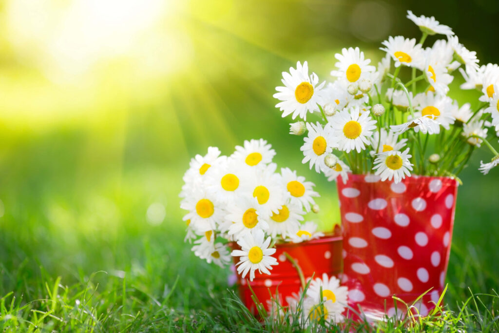 Charming White Daisies in Polka-Dot Pots - Spring Desktop Wallpaper
