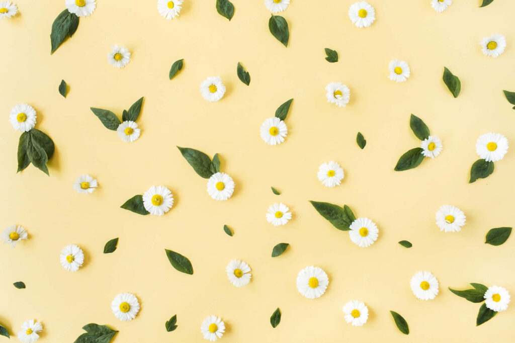 Charming Daisy Wallpaper on Soft Yellow - Modern Minimalist Design