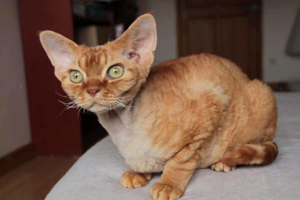 Charming Devon Rex Cat Wallpaper: Cozy Bed & Adorable Curly Fur