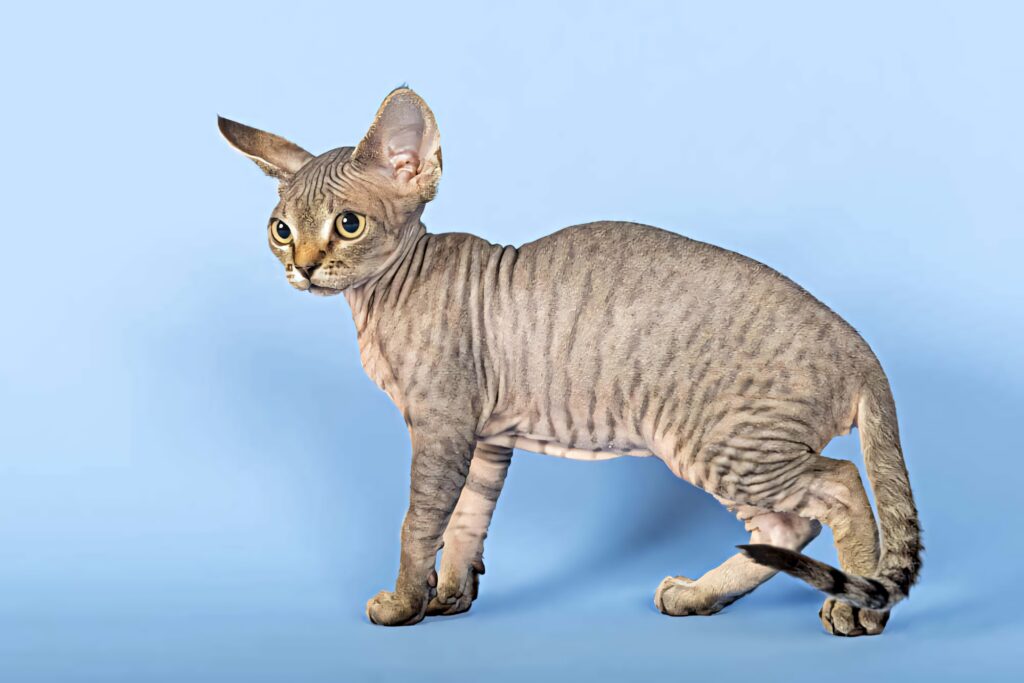 Charming Devon Rex Cat Wallpaper: Curious Expression on Soft Blue