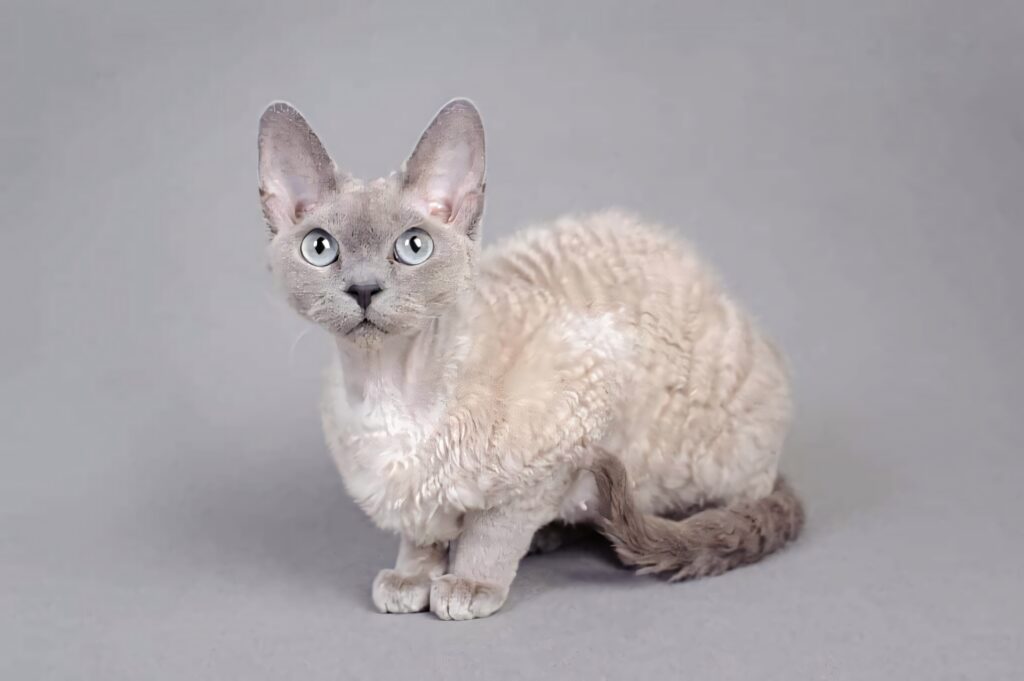 Charming Devon Rex Cat Wallpaper: Curly Coat & Expressive Eyes