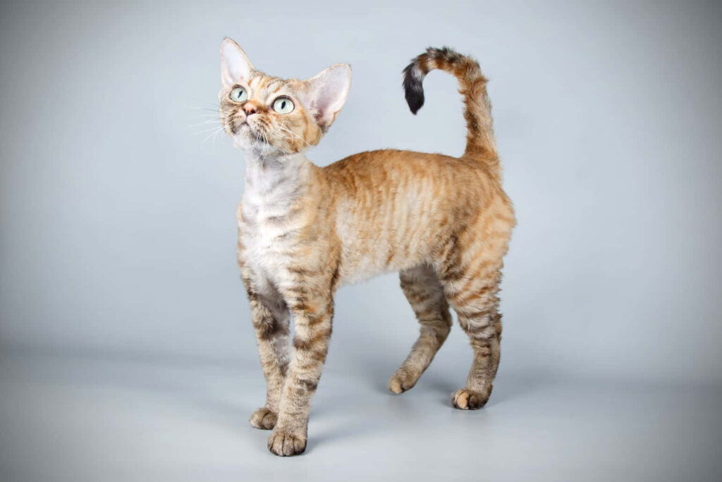 Charming Devon Rex Cat Wallpaper - Curly Coat & Large Ears