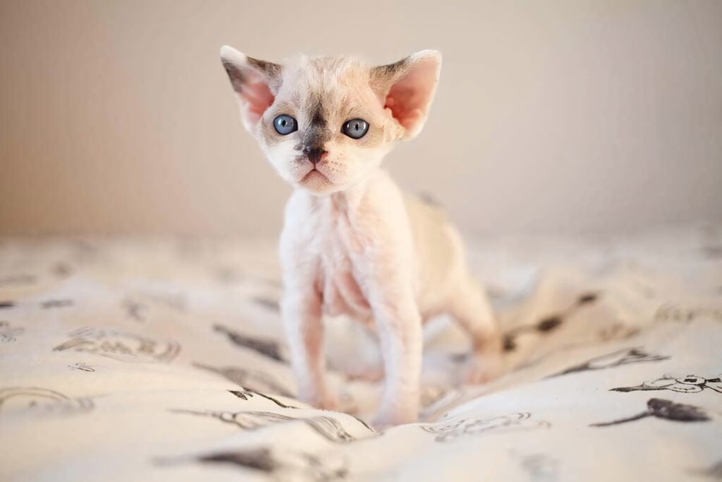 Charming Devon Rex Cat Wallpaper with Playful Eyes & Cozy Design