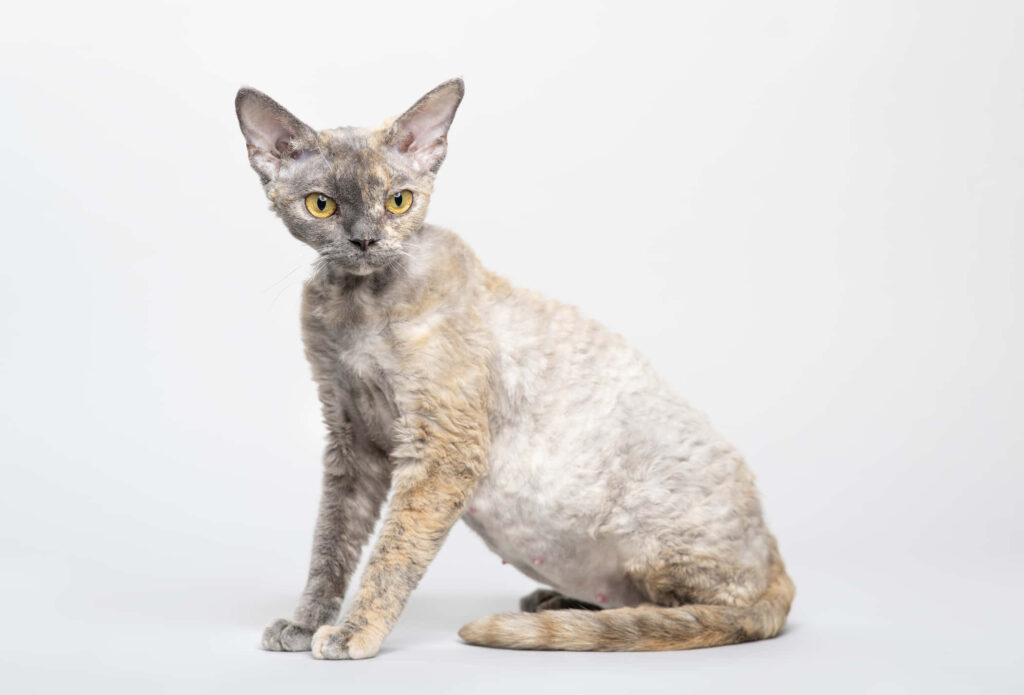 Charming Devon Rex Cat Wallpaper: Curly Fur & Elegant Backdrop