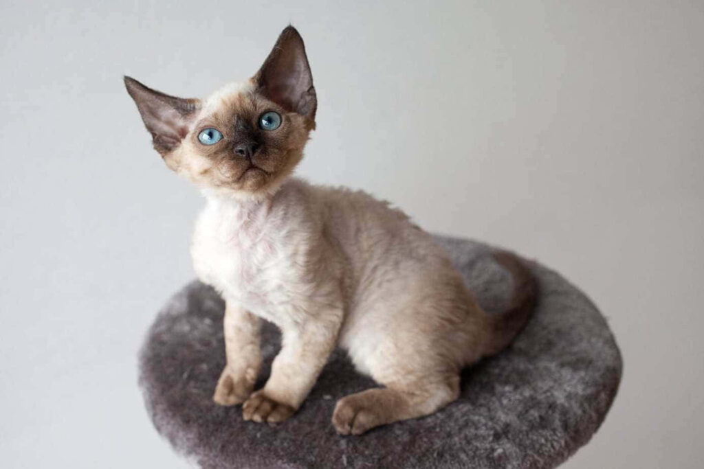 Charming Devon Rex Cat with Blue Eyes - Cozy Perch Wallpaper