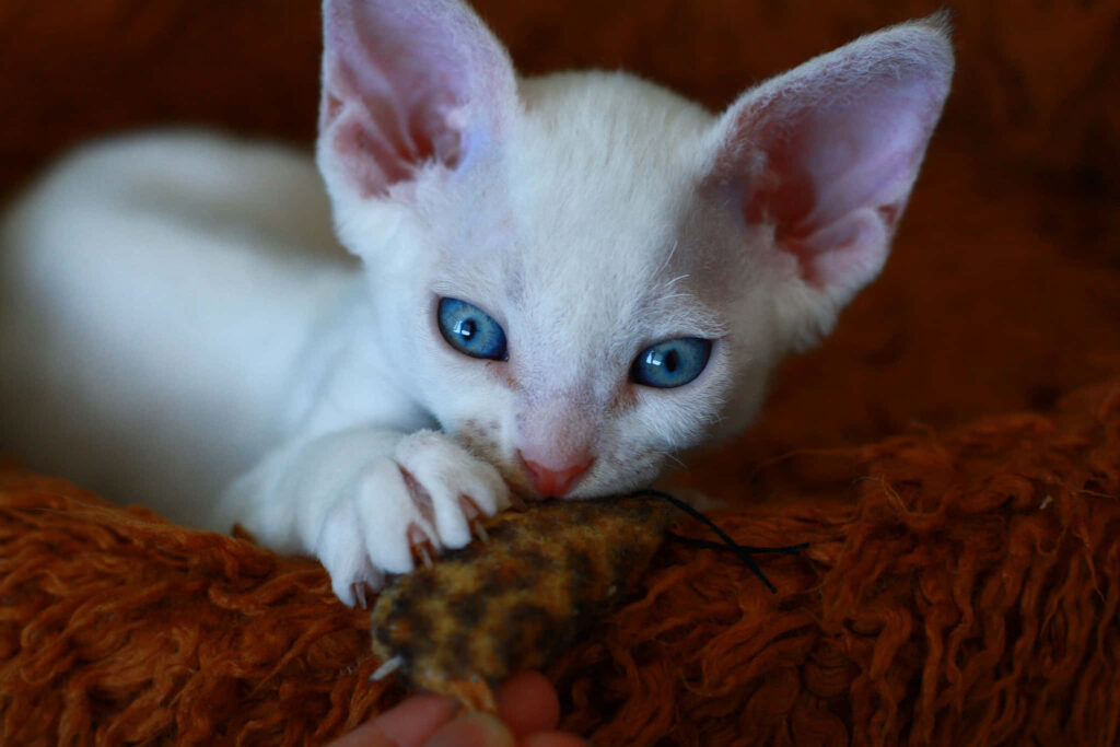 Charming Devon Rex Wallpaper: Blue-Eyed Cat Lounging with Toy