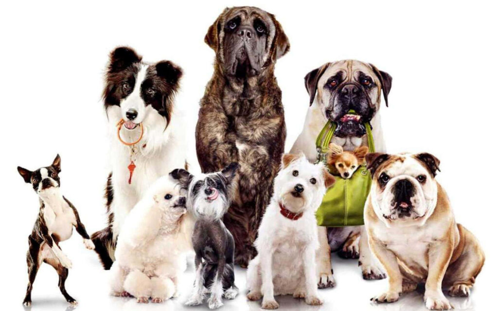 Charming Dog Breeds Wallpaper: Unique Personalities & Aesthetic Design