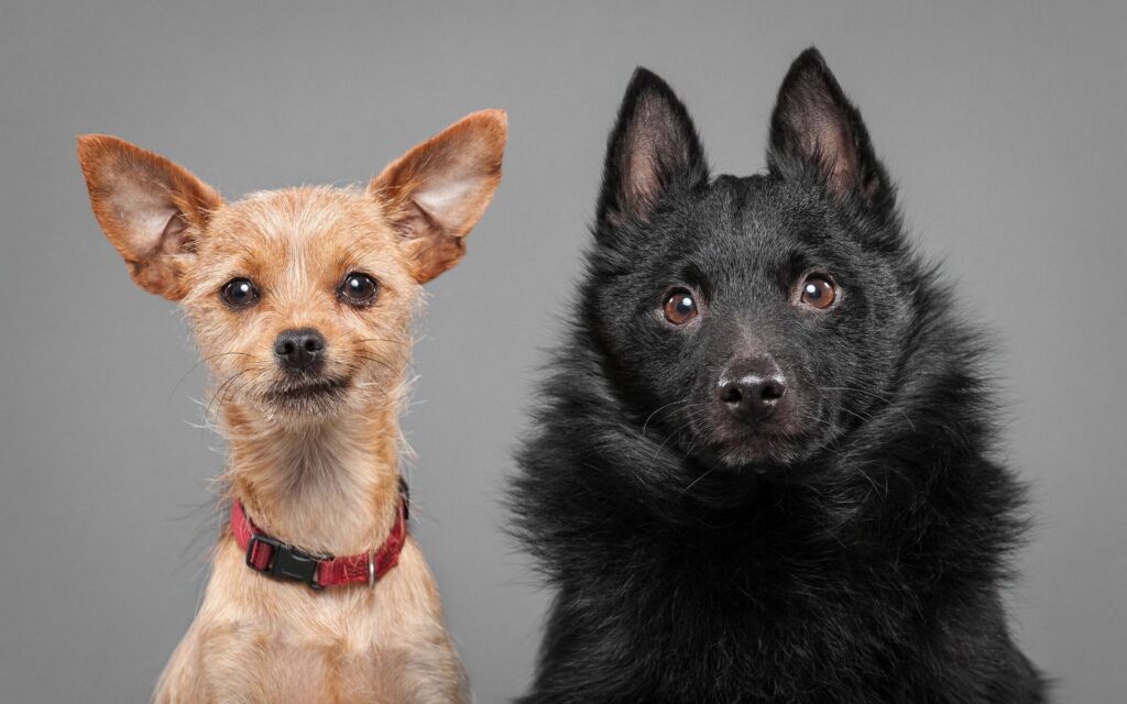 Charming Duo of Dogs on Gray Background - 1920x1200 Wallpaper