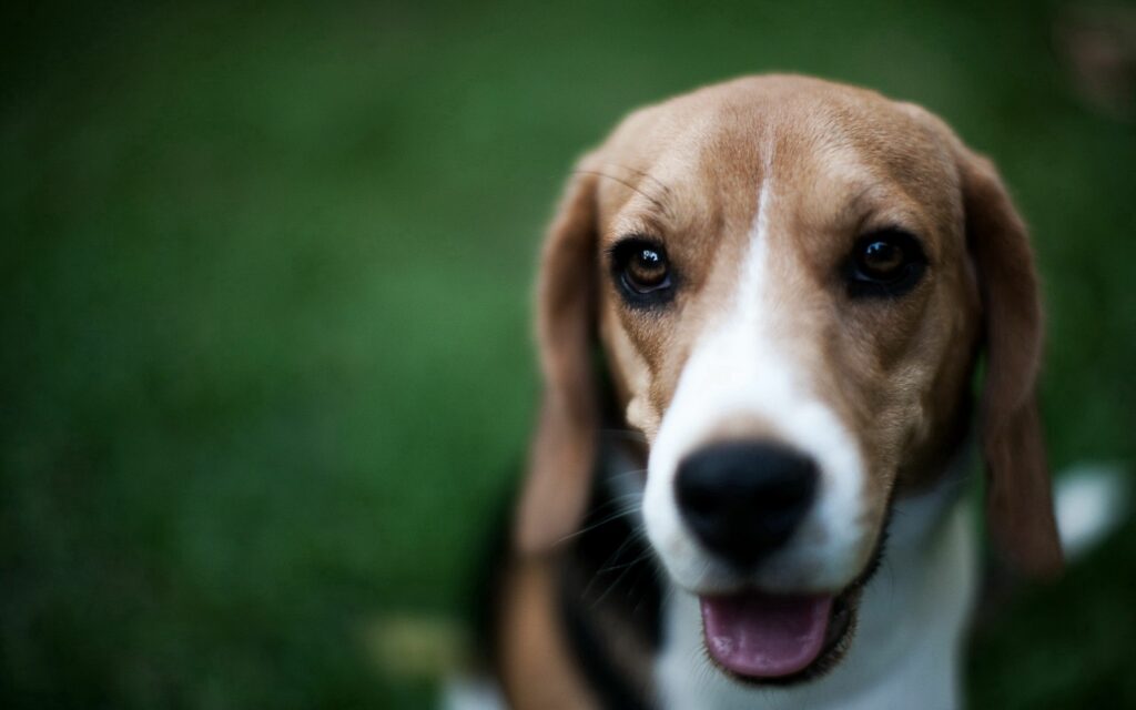Cheerful Dog Close-Up: Endearing Muzzle in Serene Green Background Wallpaper
