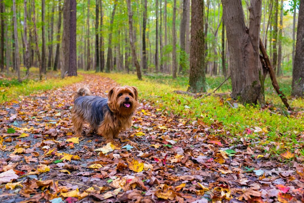 Charming Dog Walks in Colorful Autumn Park - Serene Wallpaper Background