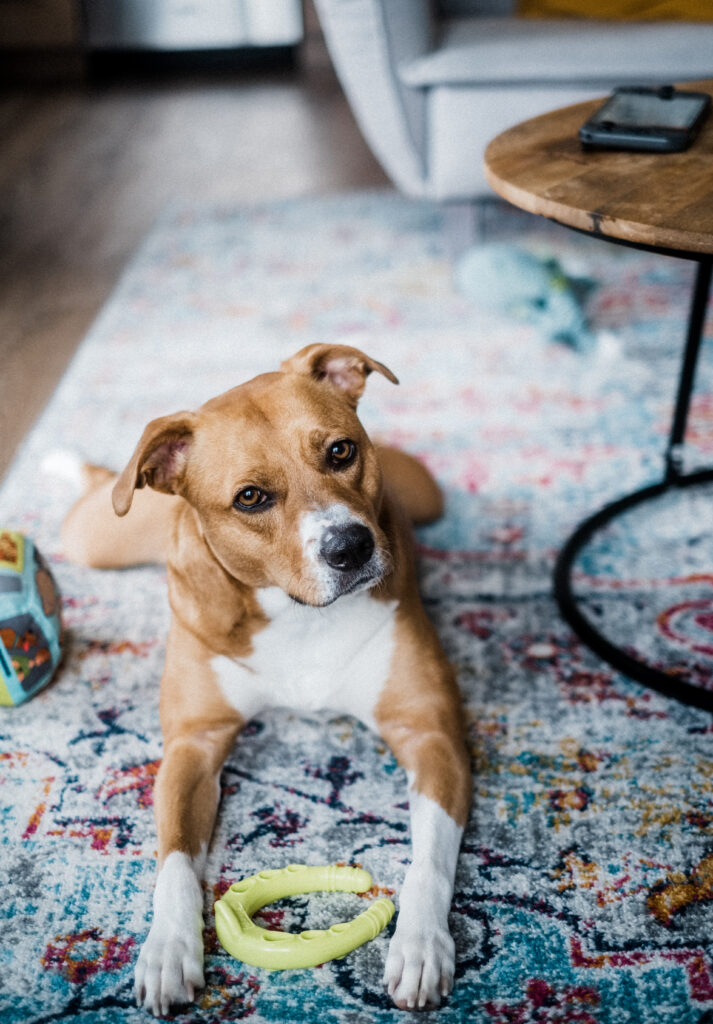 Cozy Dog on Colorful Rug - Charming Indoor Wallpaper Background