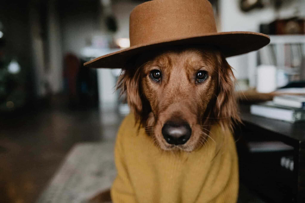 Charming Dog in Sweater & Hat: Playful Indoor Wallpaper Background