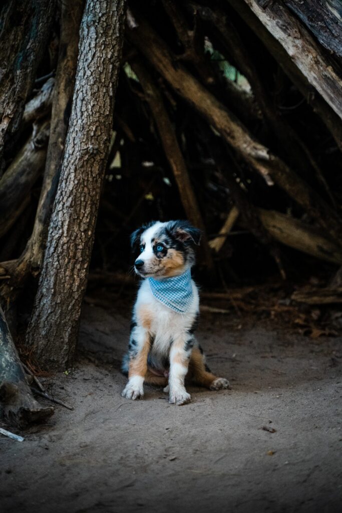 Charming Dog Wallpaper: Cute Pup in Rustic Nature Setting
