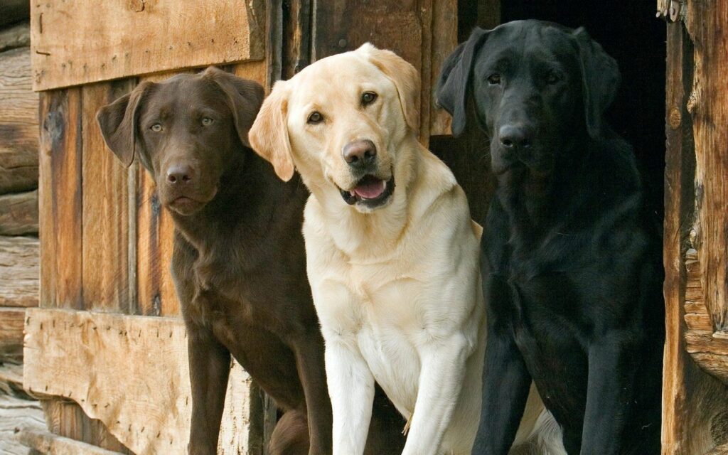 Charming Dogs at Rustic Entrance – Cozy Nature Wallpaper