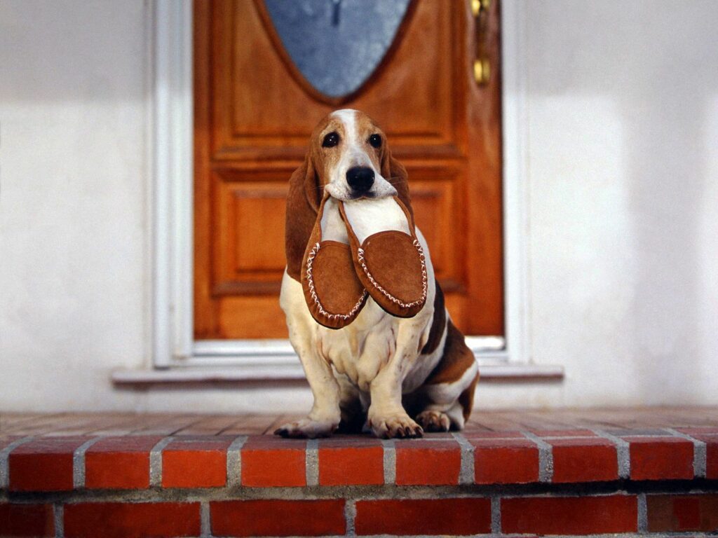 Adorable Dog with Slippers on Brick Step - Loyal Companion Wallpaper