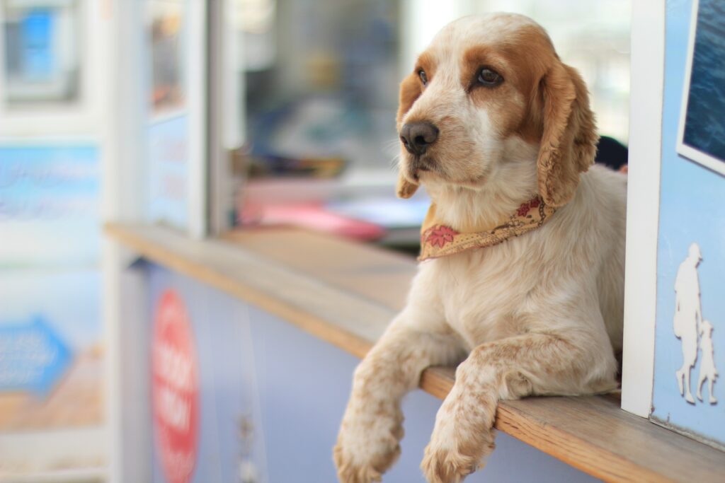 Charming Dog Relaxing on Counter - Peaceful Pet Wallpaper