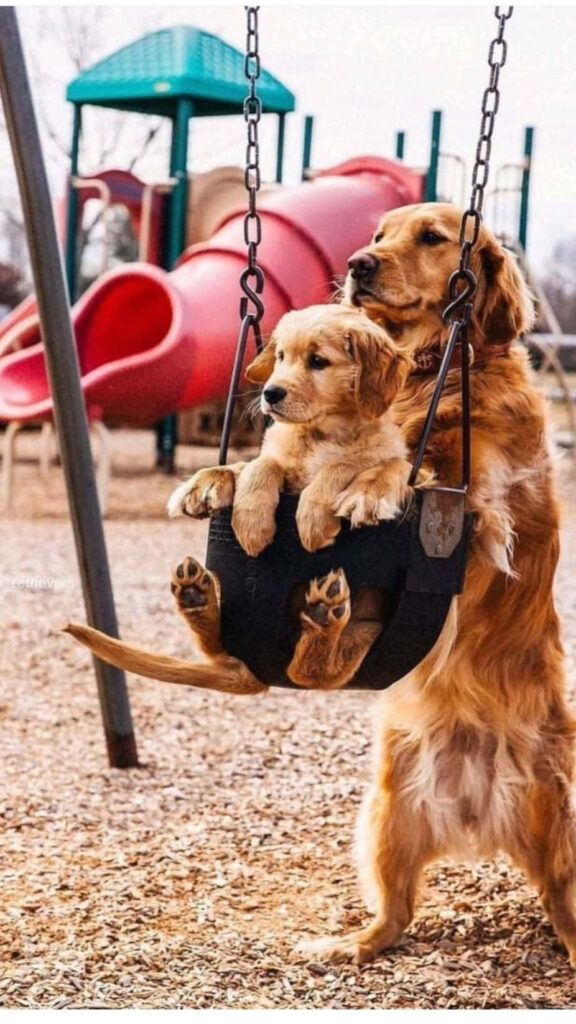 Joyful Dogs Playing Together at the Colorful Playground Wallpaper