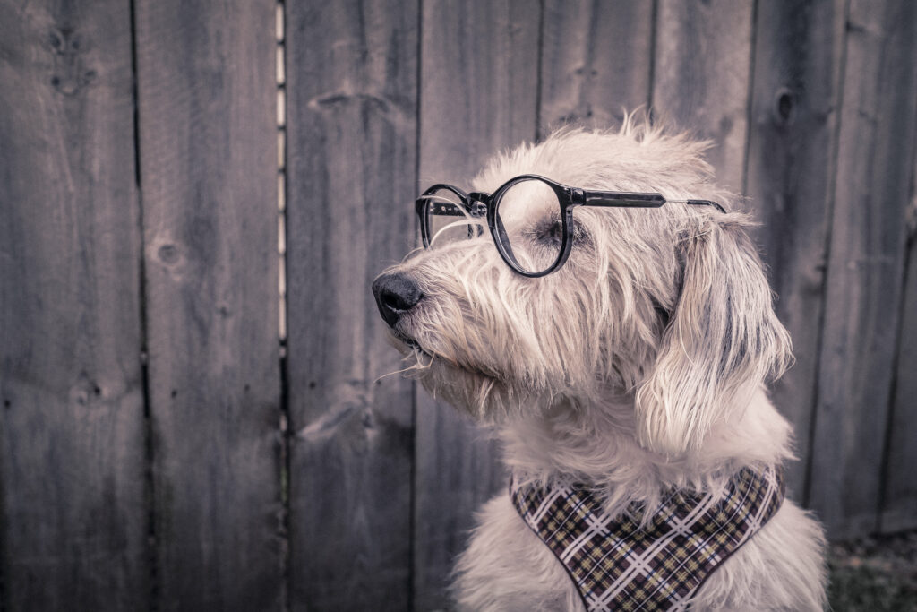 Stylish Dog in Glasses & Scarf Against Rustic Fence - High Res Wallpaper