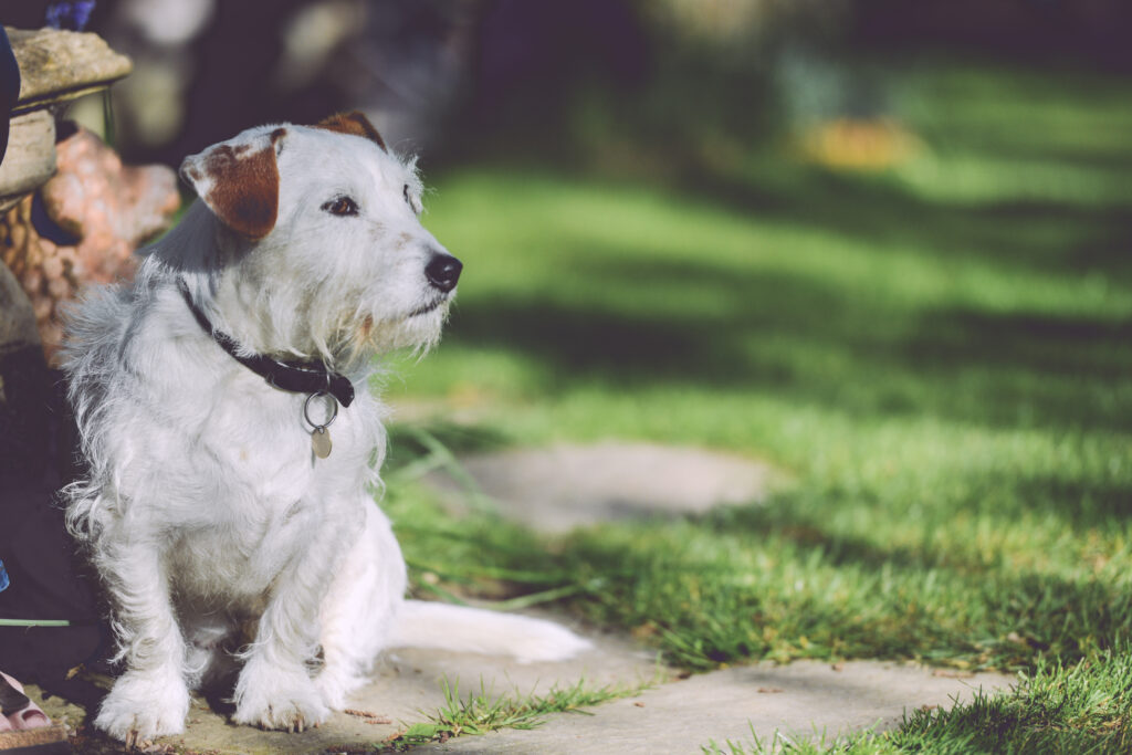 Sunlit Path Wallpaper: Small Dog in Lush Green Serenity