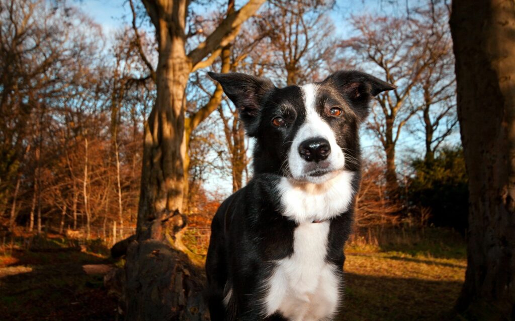 Charming Dog in Sunlit Forest: Black and White Fur Wallpaper