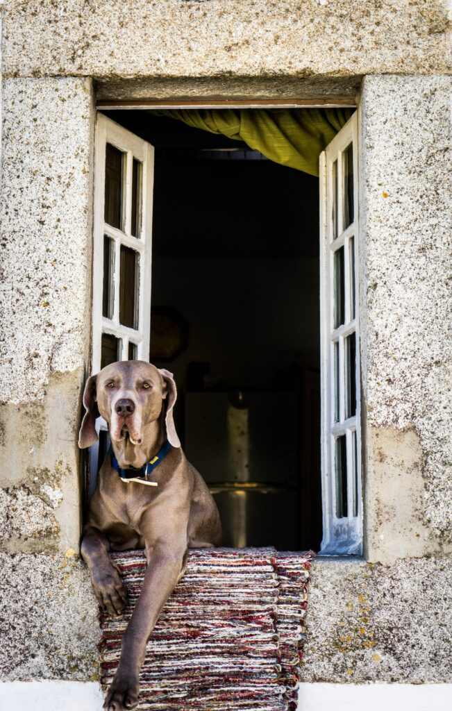 Charming Dog on Rustic Windowsill: Serene Wallpaper Background