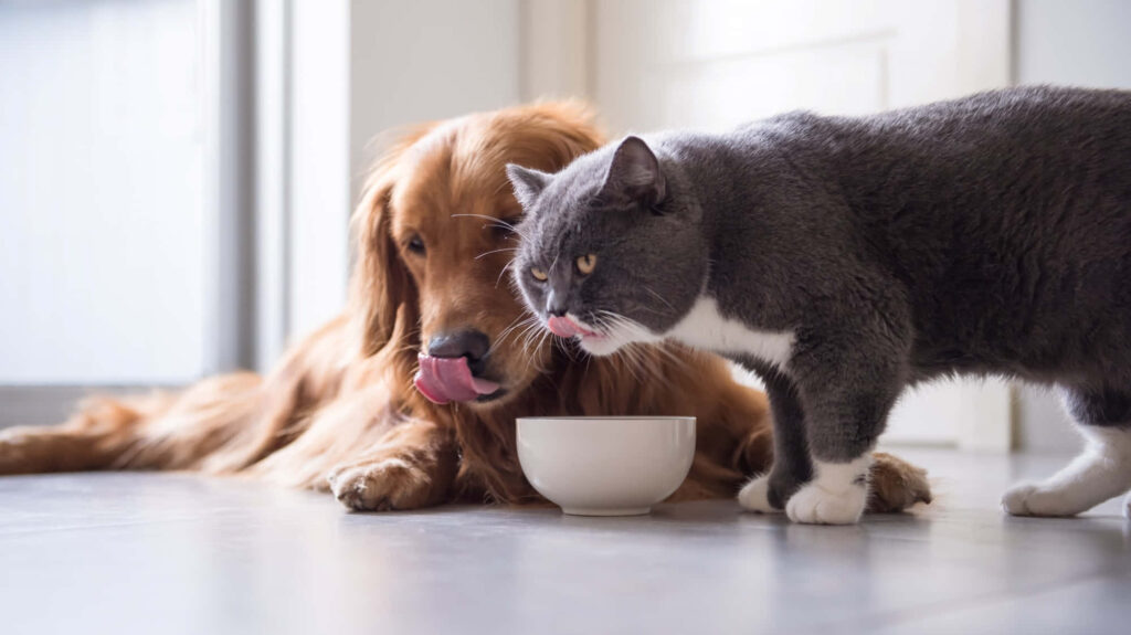 Charming Dog and Cat Share Fun Meal Together – Heartwarming Scene Wallpaper
