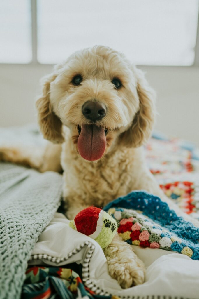Charming Fluffy Dog on Colorful Crochet Blanket – Cute Pet Wallpaper