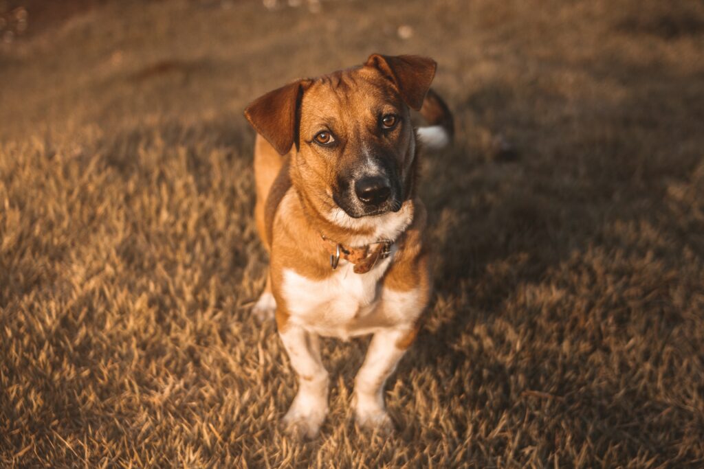 Charming Dog on Sunlit Grass: Inviting Background Wallpaper