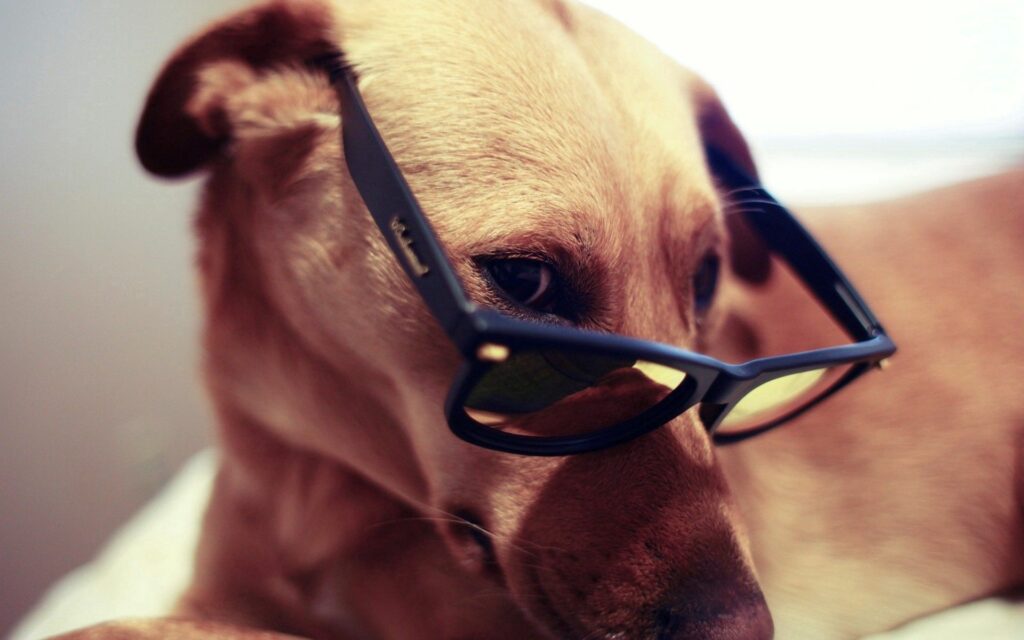 Charming Dog with Glasses: A Stylish Close-Up Wallpaper