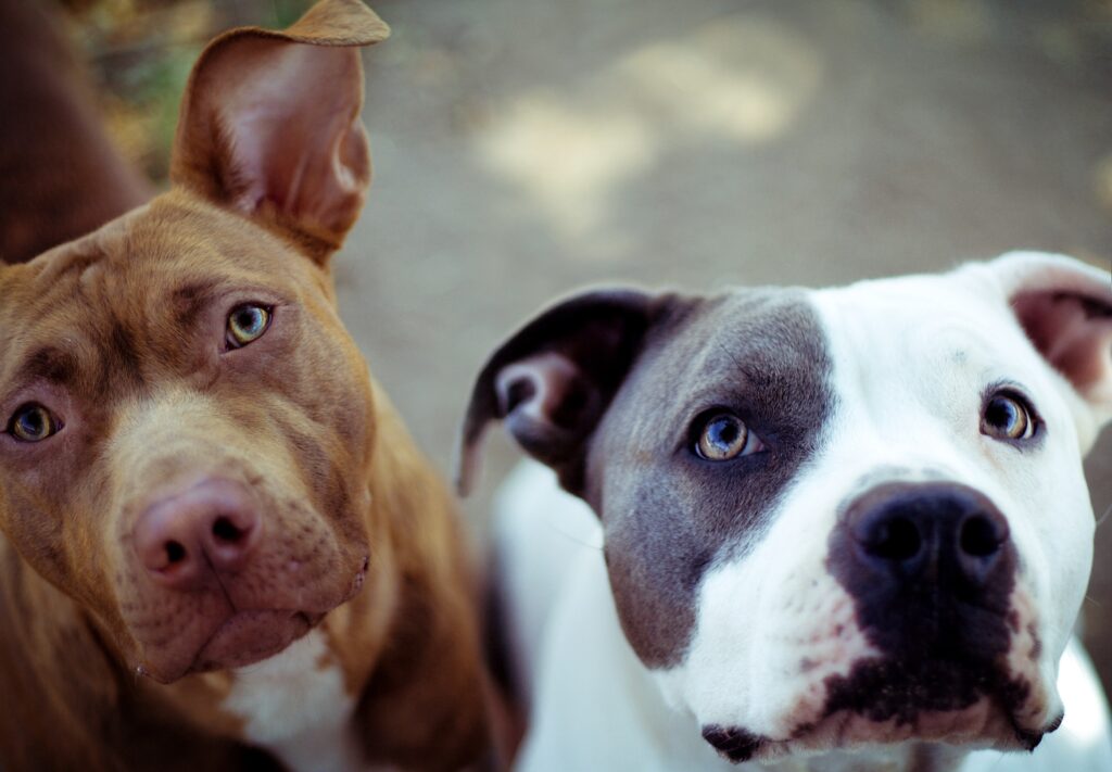 Charming Close-Up of Two Curious Dogs – 3320x2304 Wallpaper