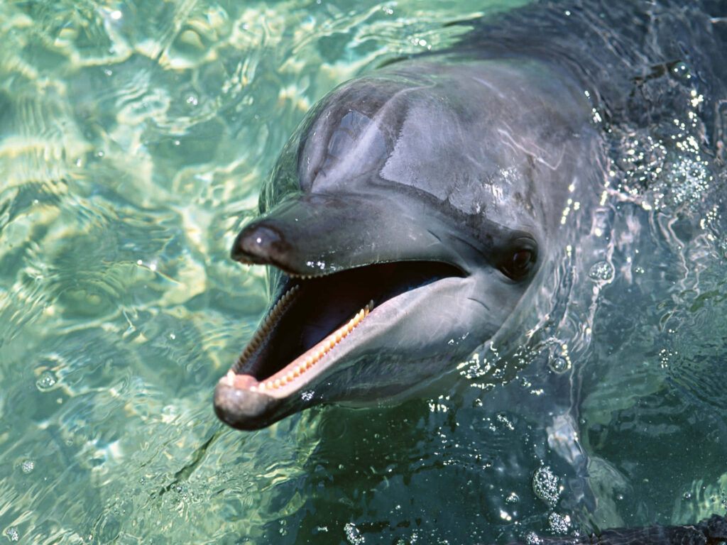 Charming Dolphin Wallpaper: Playful & Gleeful in Turquoise Water